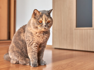 Photo of a British shorthair cat with big eyes. She is sitting on the wooden floor in a room with the door.