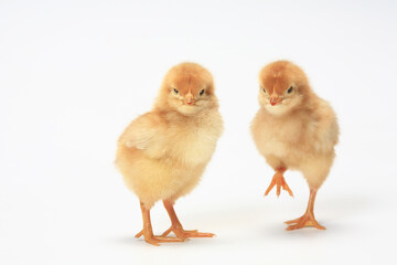 ヒヨコ © Paylessimages