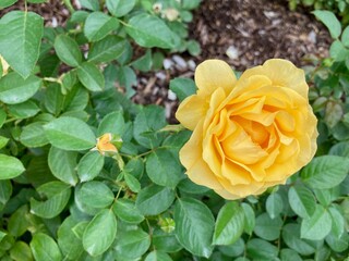 yellow rose in the garden