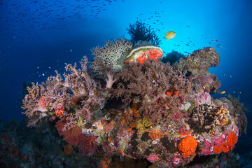 Naklejka na ściany i meble Healthy coral and fish on the reef