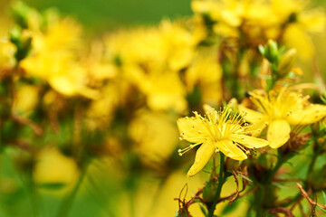 Close-up photo of St. John's wort flower with defocused yellow-green summer meadow.