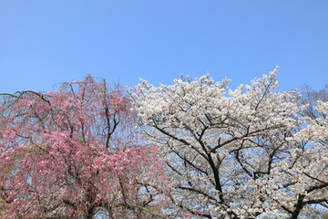 桜