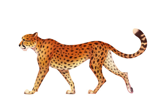 Raster digital painted hand drawn illustration with walking cheetah side view, african big cat isolated on white background with clipping path