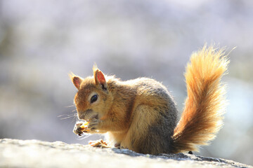 Obraz premium リス