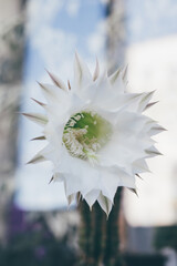 Macro closeup of a beautiful silky white tender Echinopsis Lobivia cactus flower and green thorny spiky plant.