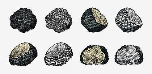 Truffles mushrooms set. Engraved hand drawn vintage sketch. Ingredients for cooking food. Woodcut style. Vector illustration.