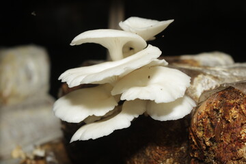 oyster mushroom plant details that grow fresh and ready to be harvested.