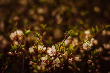 flowers in the garden