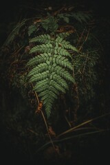 fern in the forest