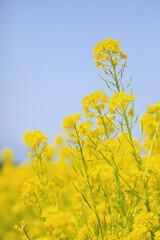 菜の花
