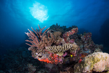 Plakat Healthy coral and fish on the Great Barrier Reef