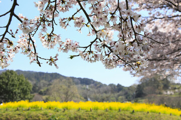 Fototapeta premium 桜と菜の花