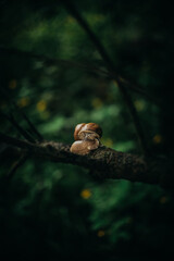 snail on a tree