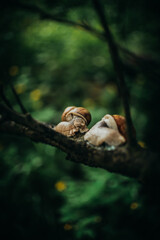 snail on a tree