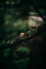 snail on a tree