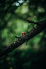 snail on a tree