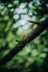 snail on a tree