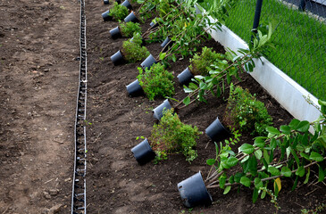 planting a hedge of shrubs in plastic black pots individual shrubs close together evergreen...