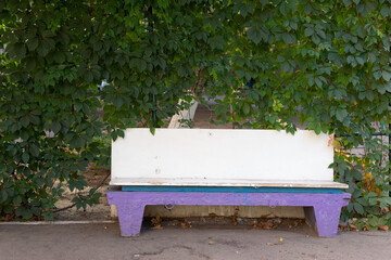 deserted bench, against the background of branches and leaves of wild grapes
