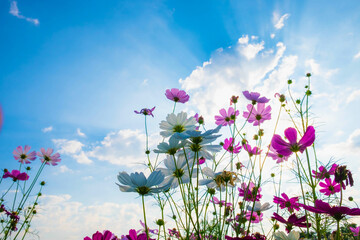 Cosmos flower background and blue sky