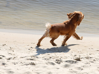 A red cocker spaniel dog joyfully runs along the beach near the water. Holidays at sea with pets....