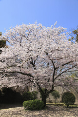 Naklejka premium 桜