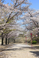 Fototapeta premium 桜並木