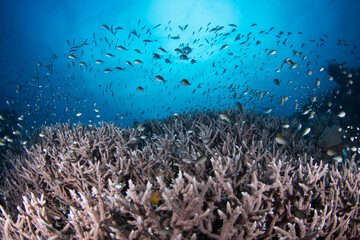 Fototapeta na wymiar Healthy coral and fish on the Great Barrier Reef