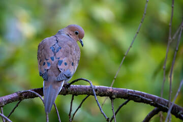 Mourning Dove perched on a branch