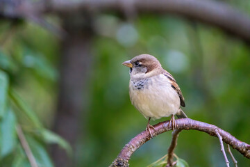 Small Brown Sparrow on a branch