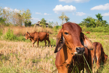 Obraz premium Herds of cows and calves graze in the middle of the field
