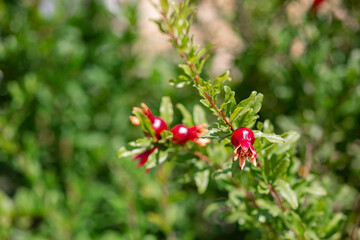 Obraz premium Young pomegranate fruits hanging on a tree branch in the garden, ripe pomegranate fruits hanging on a tree branch.