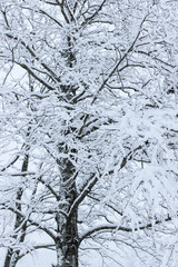 Fototapeta premium Birch tree covered in snow