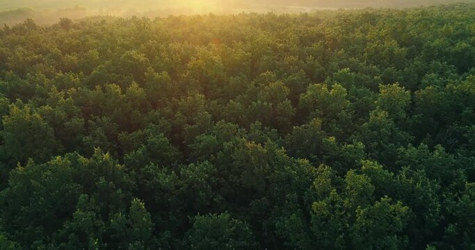 Aerial view green forest. Nature scenery. Landscape deciduous trees sunset haze light. Skyline lens flare slow motion. Goal achievement