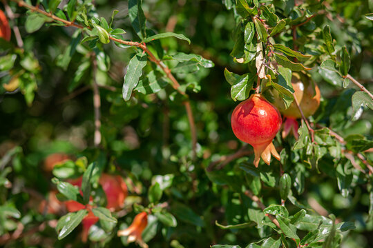 Young pomegranate fruits hanging on a tree branch in the garden, ripe pomegranate fruits hanging on a tree branch.