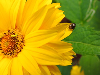 
A beetle on a yellow rudbeckia