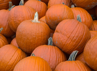 pile of pumpkins for sale at halloween or thanksgiving 