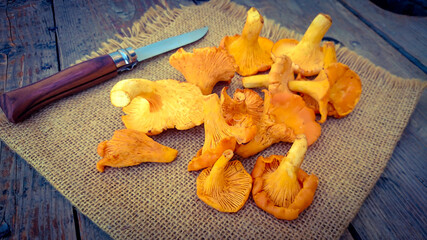 plusieurs champignons girolles sur une table en bois
