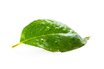 Macro photo of a green wet leaf isolated on white background, selective focus - shallow depth of field