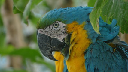 Gelbbrustara oder Ararauna (Ara ararauna), ein ro&szlig;er Papagei aus Ecuador