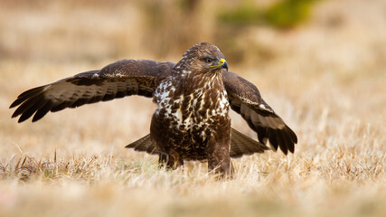 Common buzzard, buteo buteo, landing on meadow in autumn nature. Dominant bird of prey with spread wings on dry field. Wild feathered animal sitting on grass.