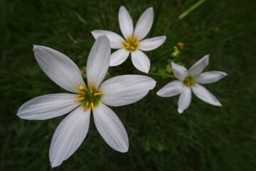 花, 白, 自然, とぶ, 庭, 植える, インドソケイ, プルメリア, 美しさ, 緑, 全盛期, 黄色, 咲く, 植物, トロピカル, フローラル, 美しい, サマータイム, マクロ, ピンク, 葉, スパ, アップ