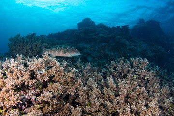 A coral trout on the reef