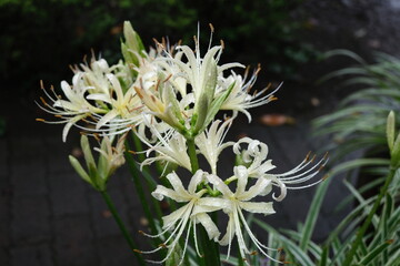 雨の中に咲く彼岸花