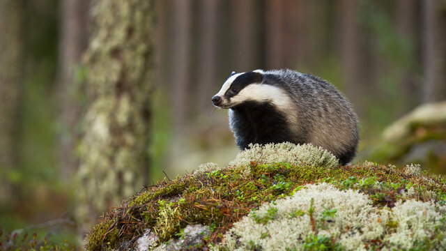 European badger, meles meles, standing on rock in summertime nature. Striped badger looking on moss in summer forest. Wild black and white mammal observing on stone.