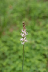 花, 自然, 植える, 緑, サマータイム, 草, とぶ, 紫, 牧草地, マクロ, ラベンダー, ピンク, 植物, むし, ウィルト, 美しさ, 庭, 美しい, アップ, ナチュラル, 全盛期, ハナバチ, 野原, ヒース