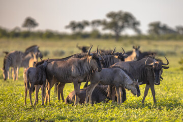 Obraz na płótnie Canvas Common Wildebeest herd foraging on grass of Mooiplas