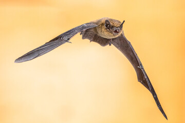 Flying Pipistrelle bat on brown background