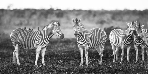 Fototapeta na wymiar Four Common Zebra grooming in black and white
