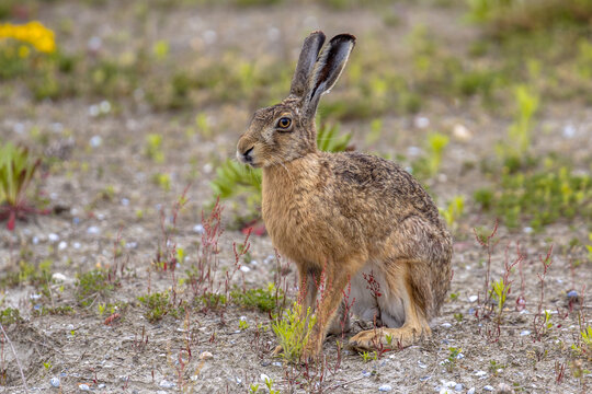 European Hare sitting in field